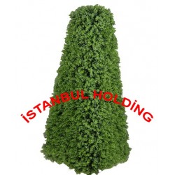 ŞİMŞİR AĞAÇLAR 8